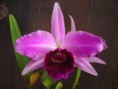 /album/fotogalerie-laelia-purpurata/l-purpurata%20%c2%b4esplendor%c2%b4-jpg/